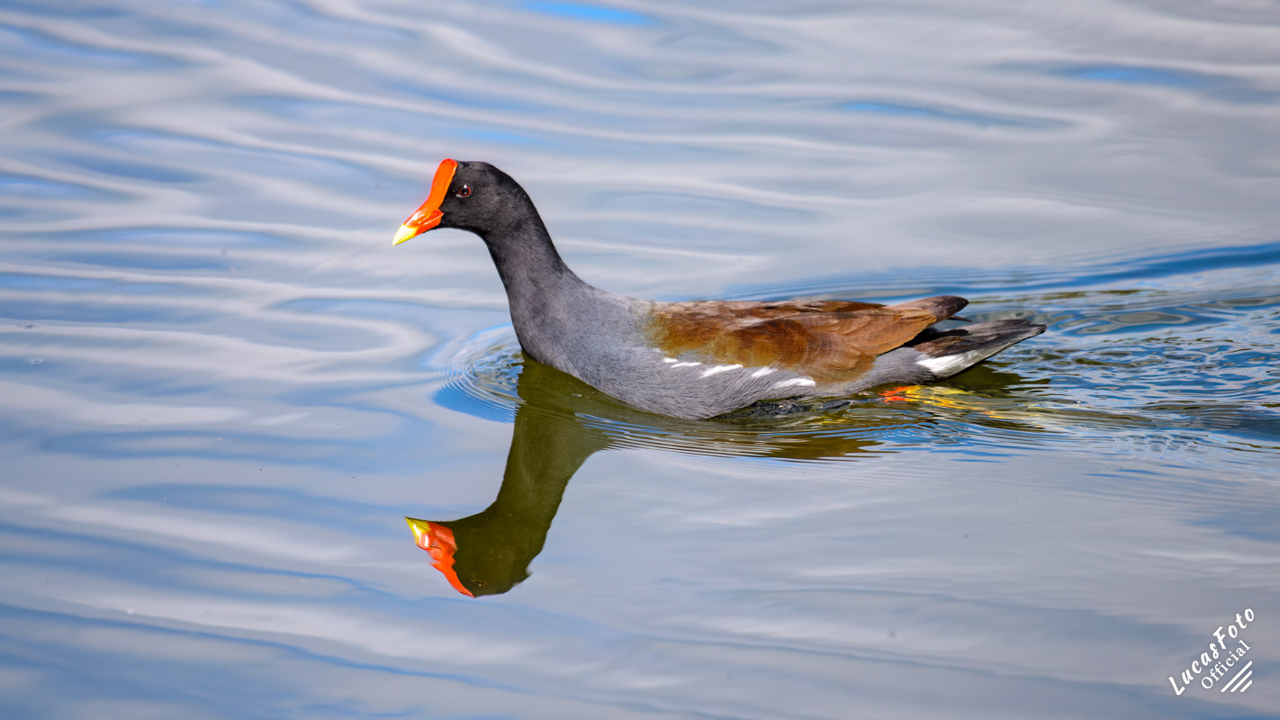 Common Gallinule