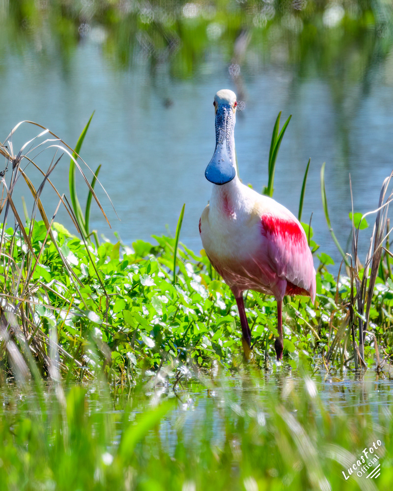 Roseate Spoonbill