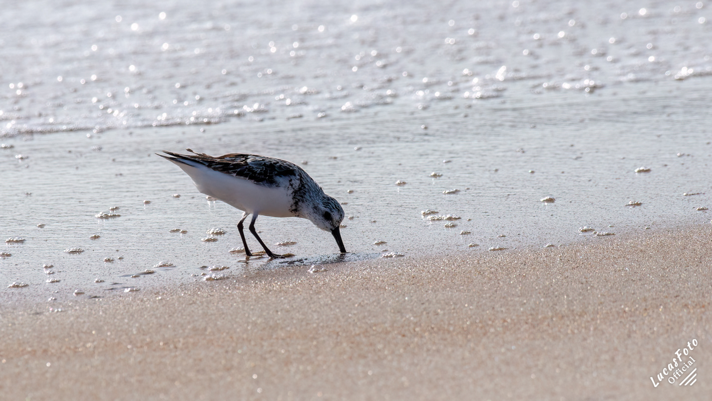 Sanderling