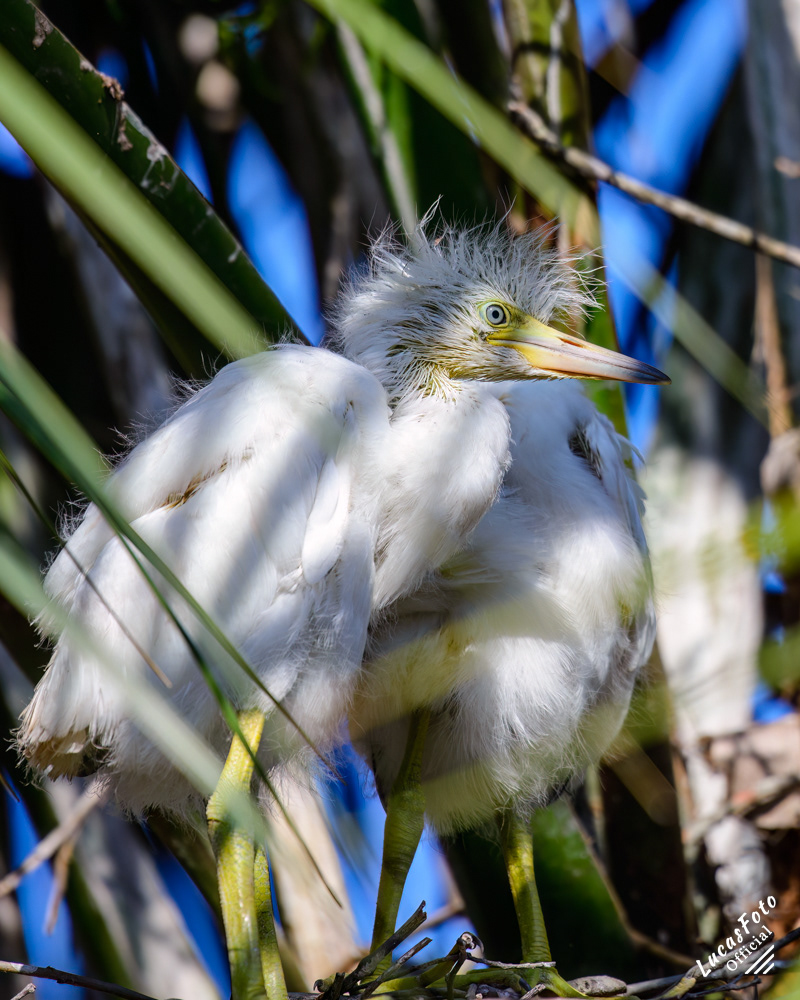Great Egret