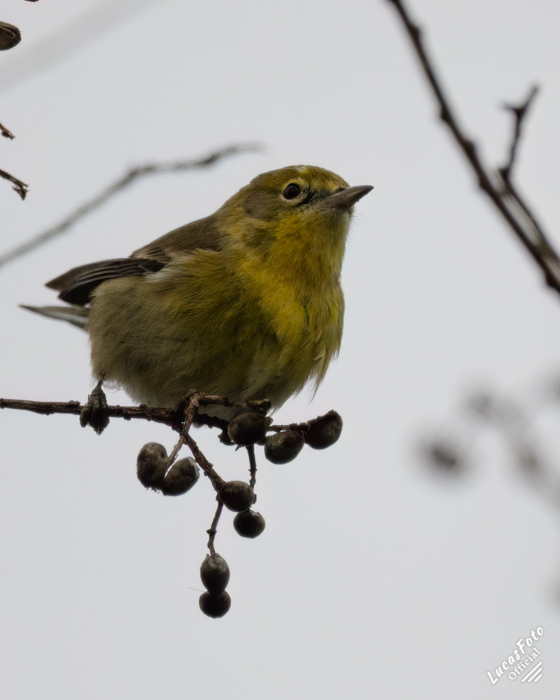 Pine Warbler