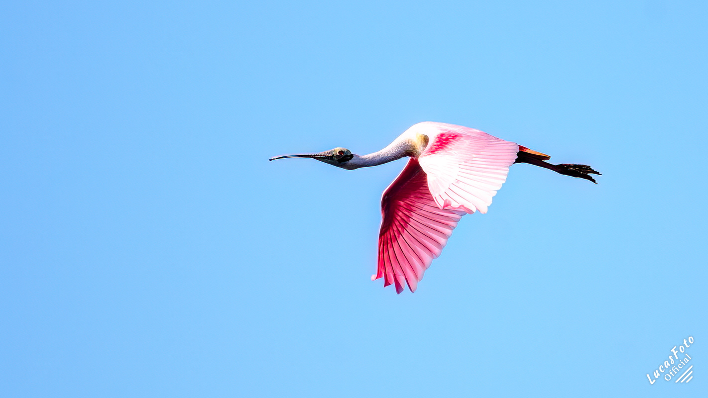 Roseate Spoonbill