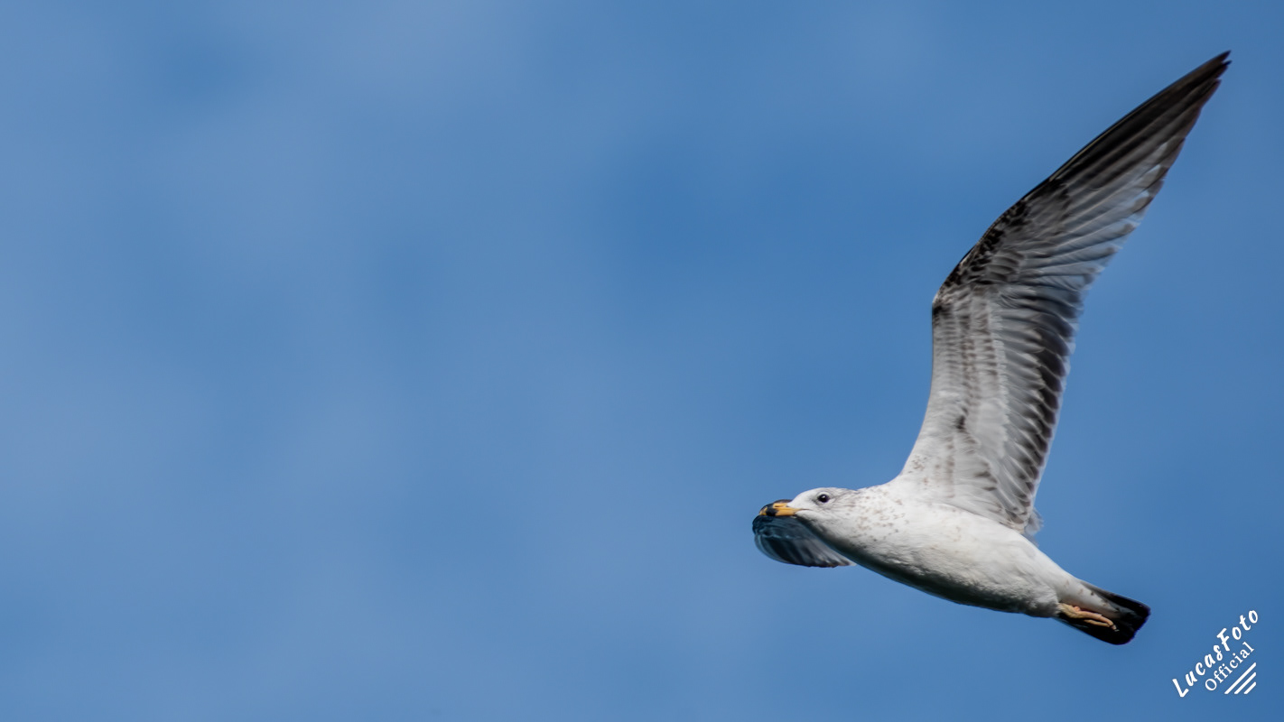 Ringbill Gull
