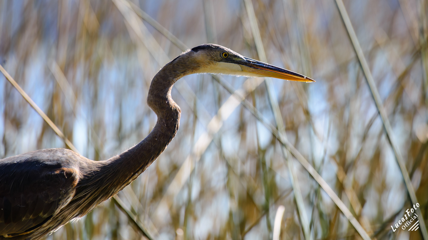 Great Blue Heron