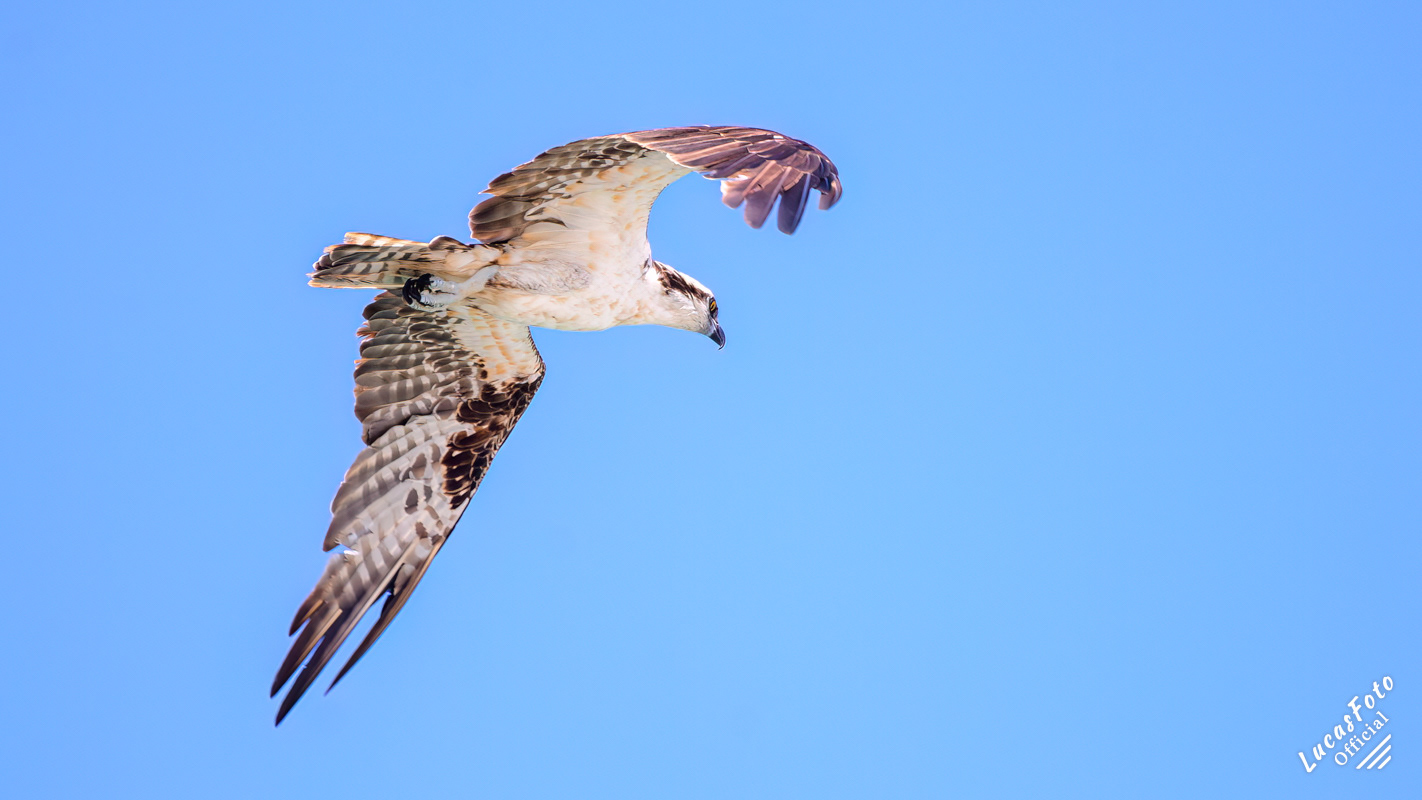 Osprey