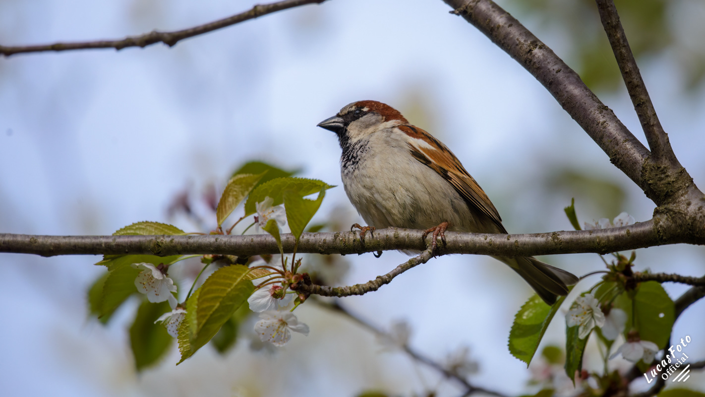 House Sparrow