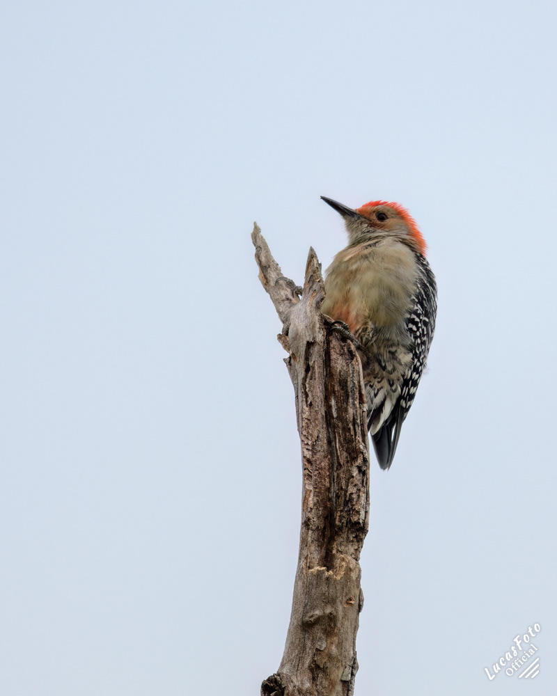 Red-bellied Woodpecker