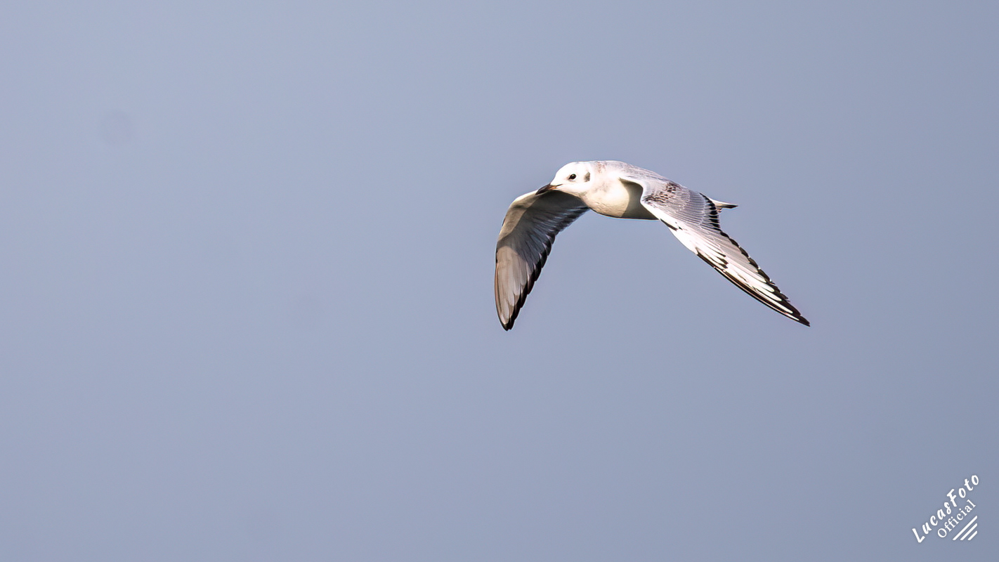 Bonaparte's Gull