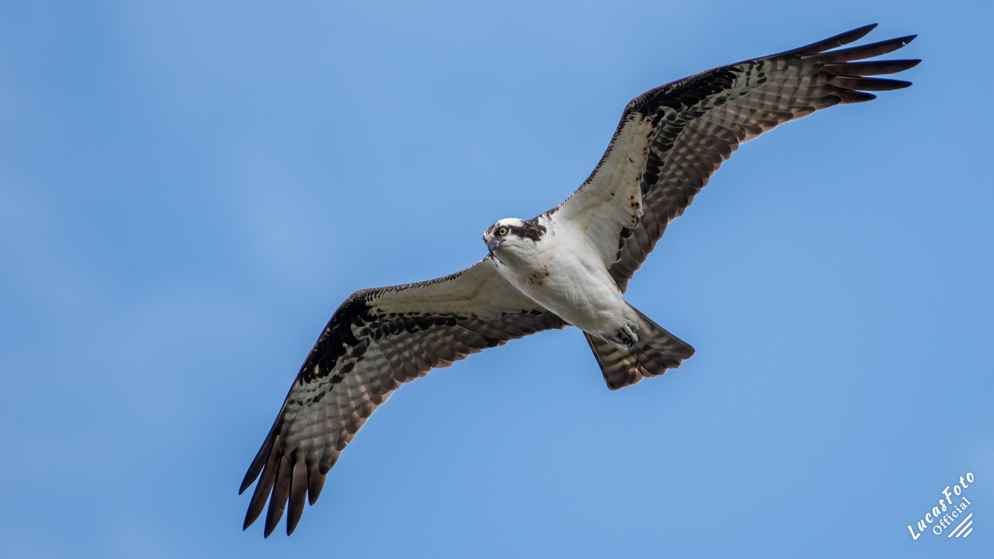 Osprey