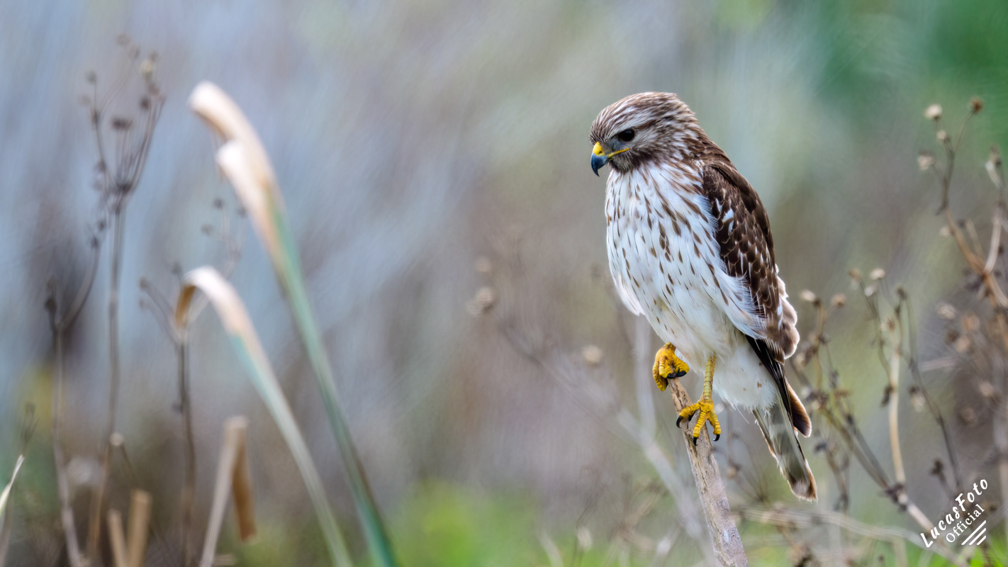 Red-shouldered Hawk