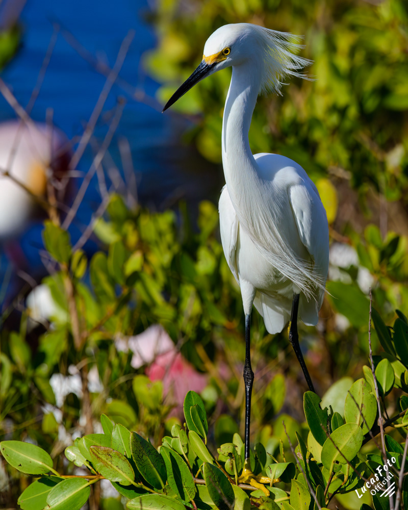 Snowy Egret