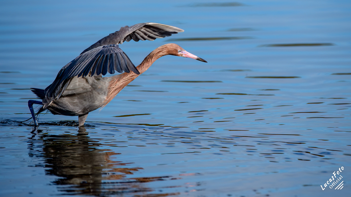 Reddish Egret