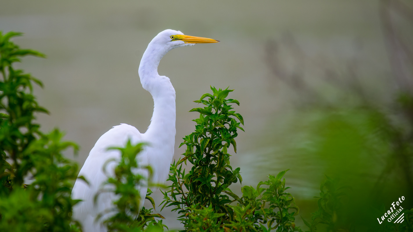Great Egret