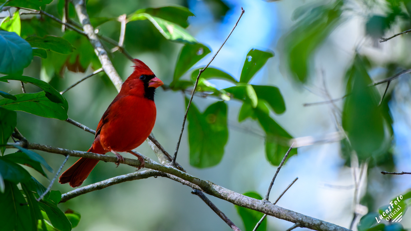 Northern Cardinal