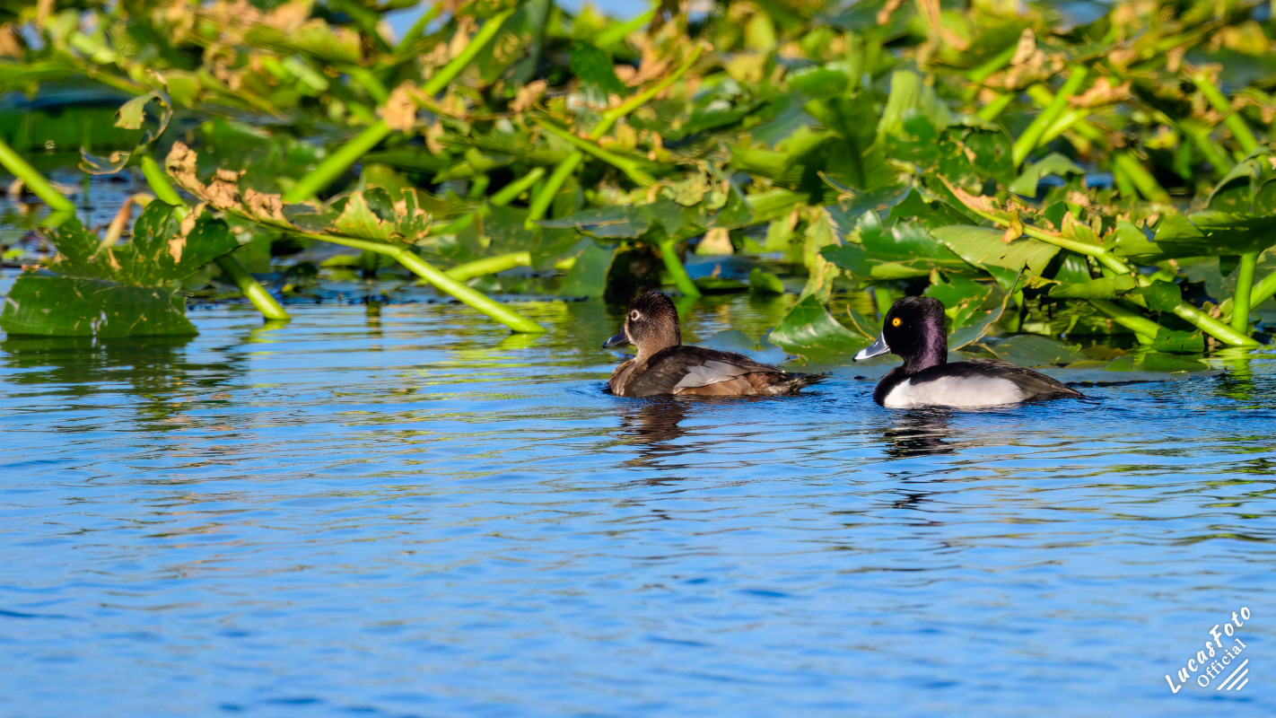 Ring-necked Duck