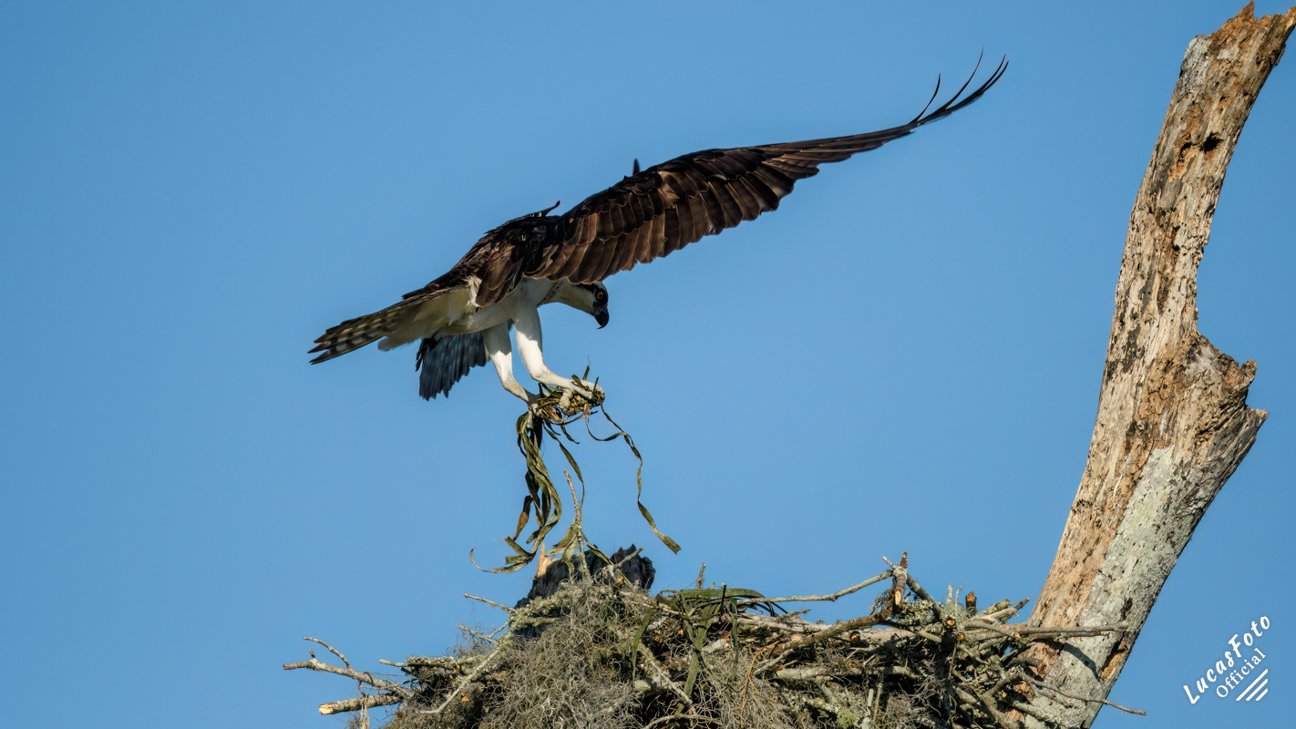 Osprey