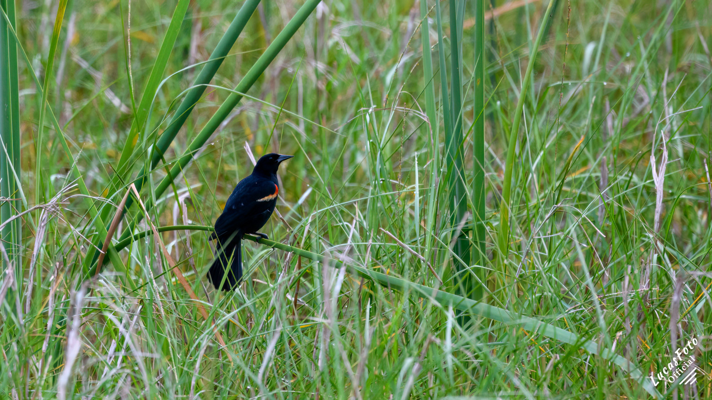 Red-winged Blackbird