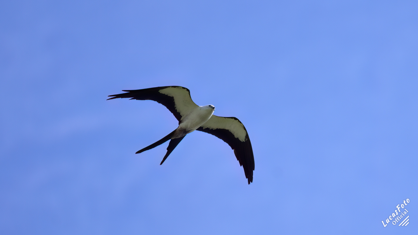 Swallow-tailed Kite