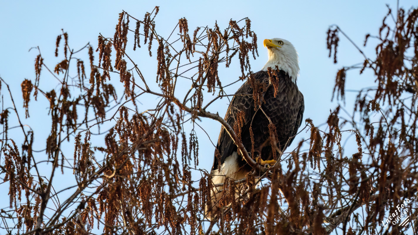 Bald Eagle