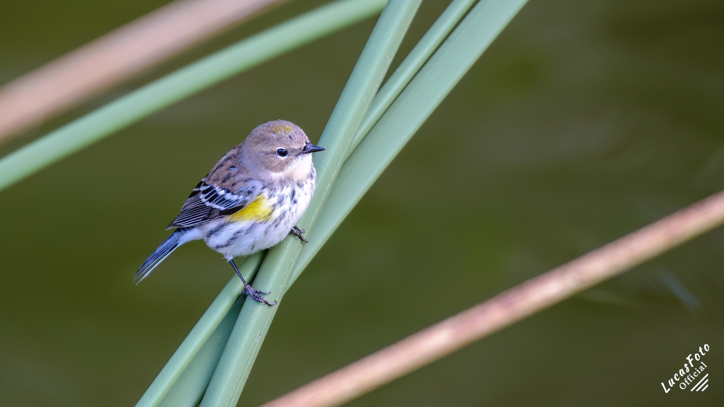 Yellow-rumped Warbler