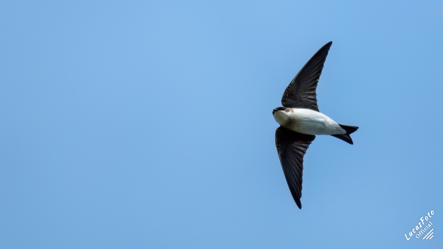 Tree Swallow