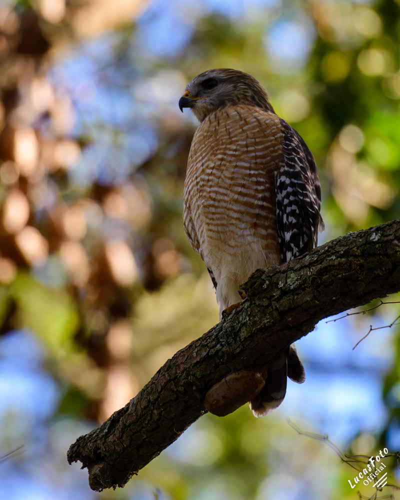 Red-shouldered Hawk