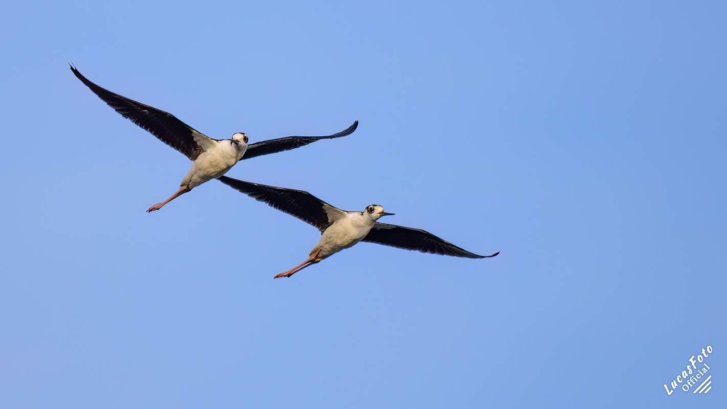 Black-necked Stilt