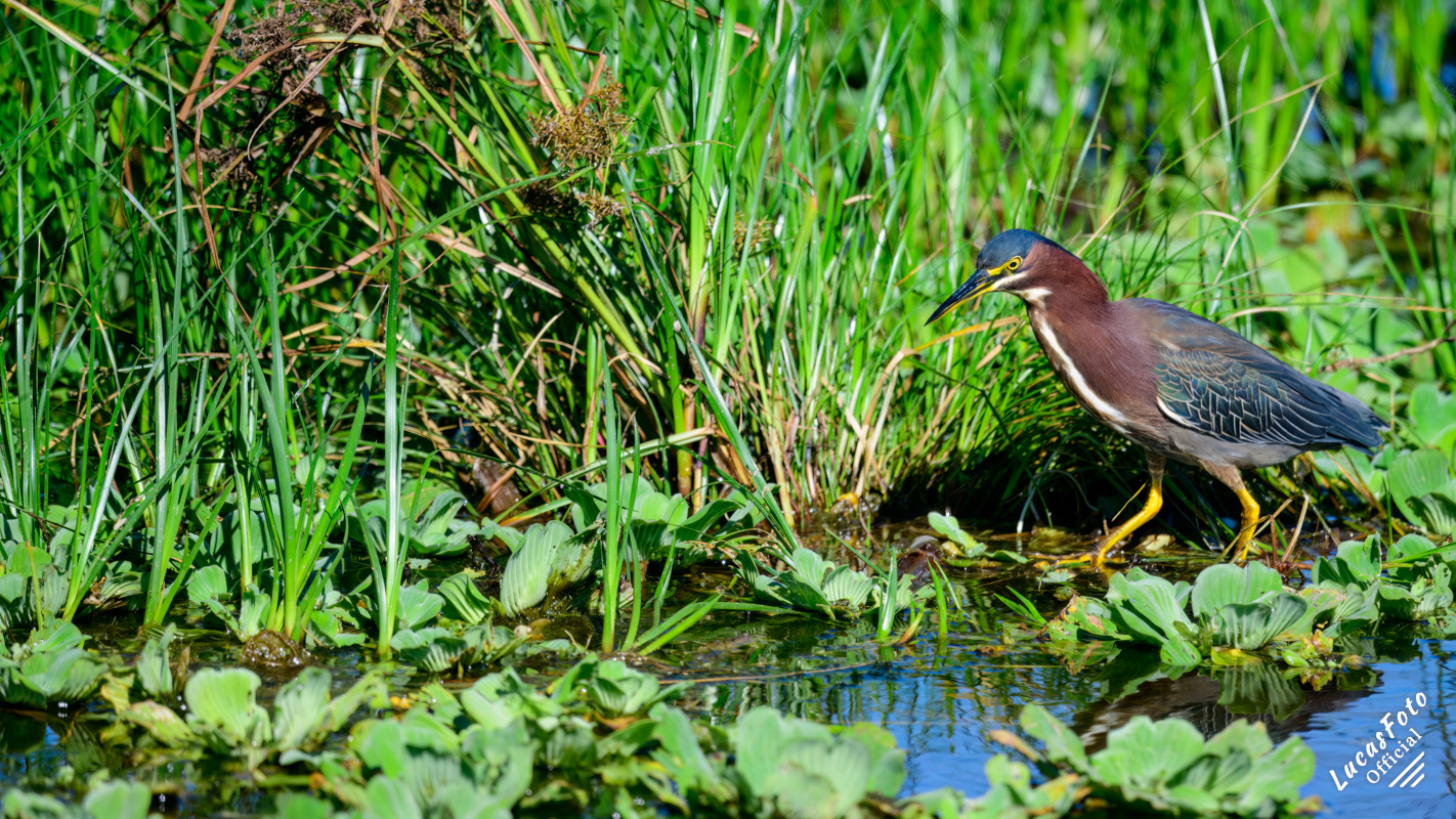 Green Heron