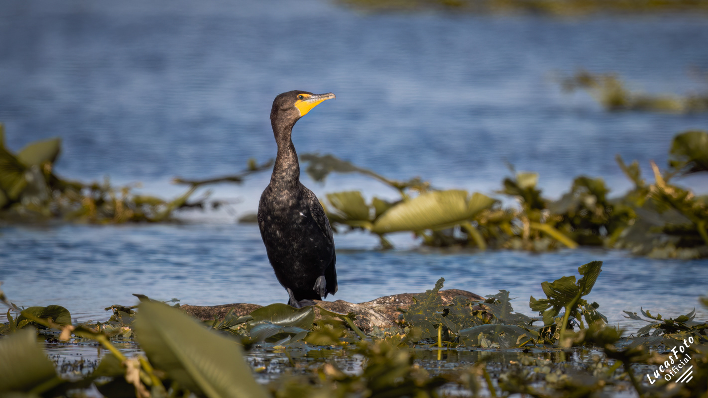 Double-crested Cormorant