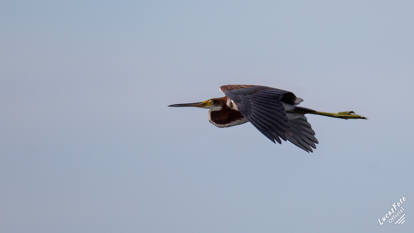 Tricolored Heron