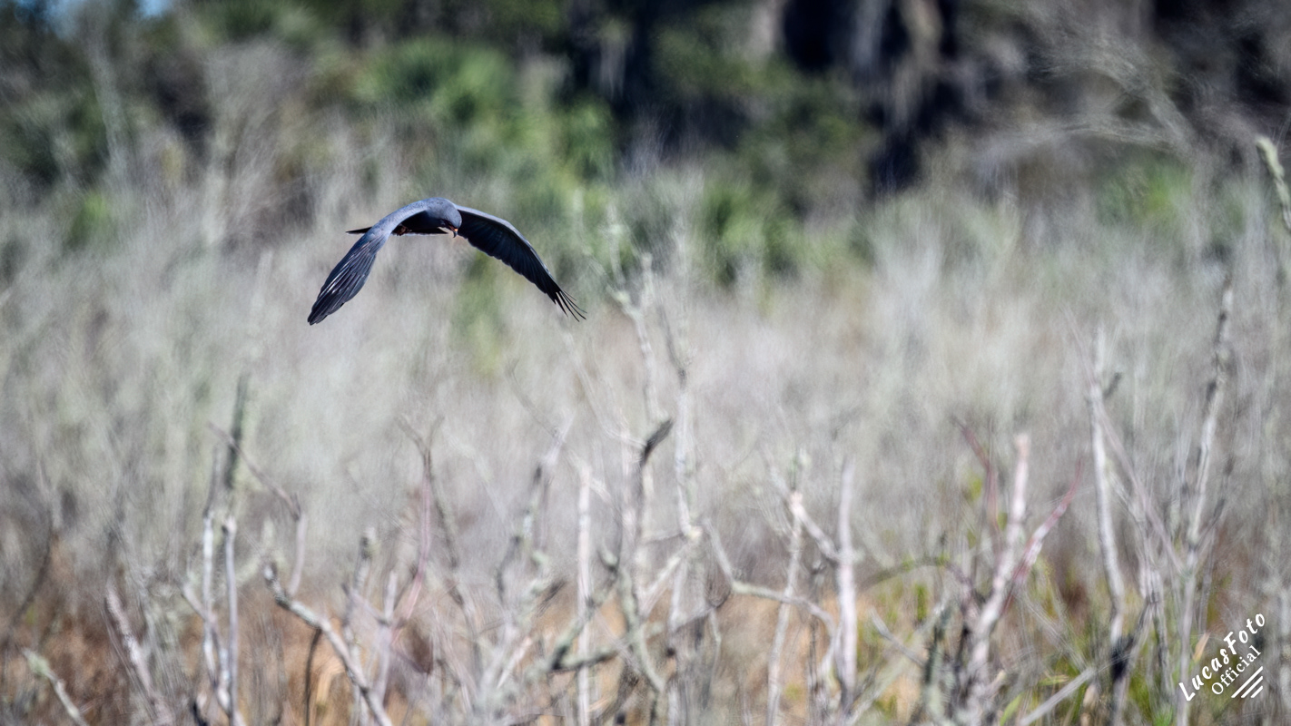 Snail Kite