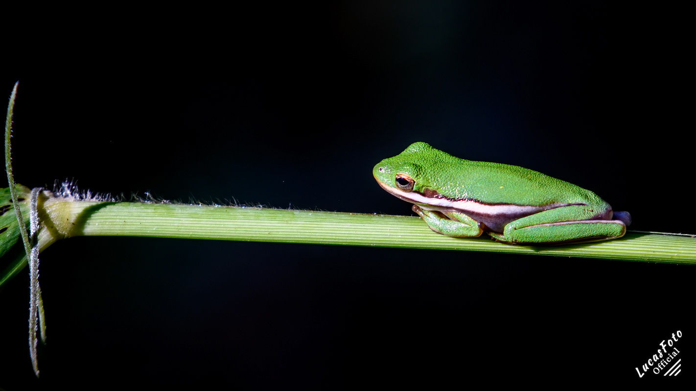 Green Treefrog