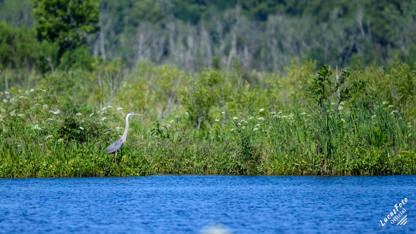 Great Blue Heron
