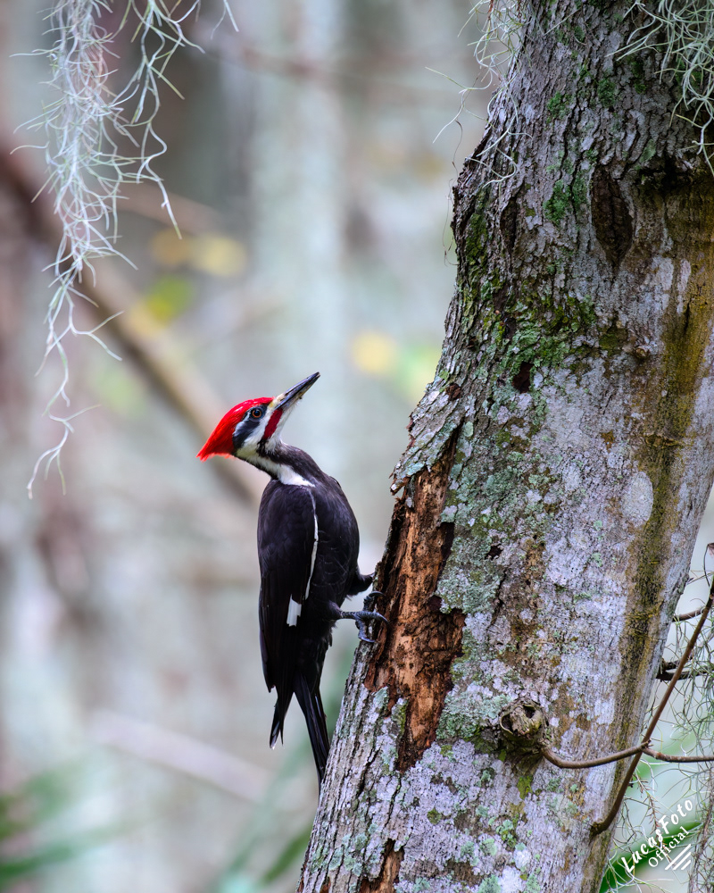 Pileated Woodpecker