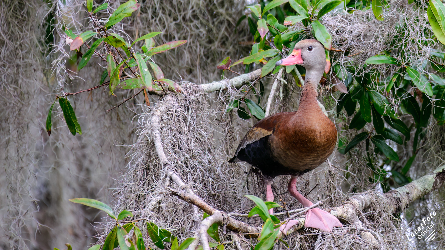 Black-bellied Whistling-Duck
