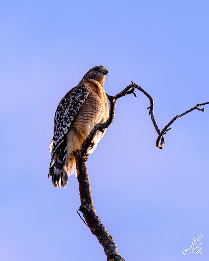 Red-shouldered Hawk