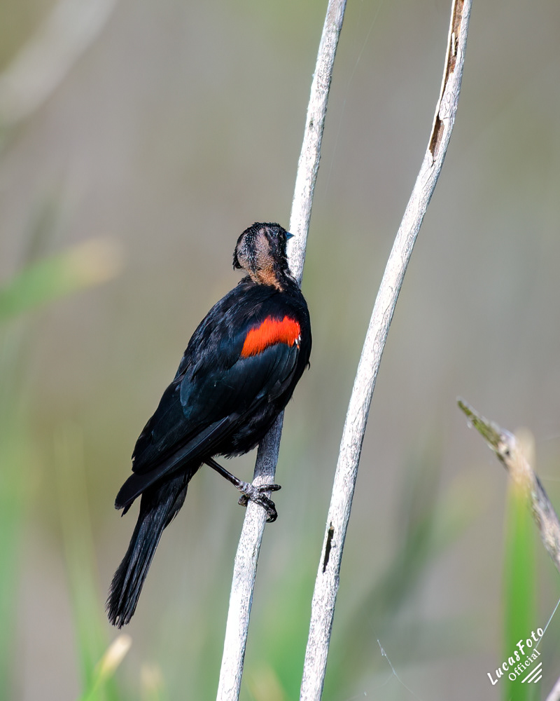 Red-winged Blackbird