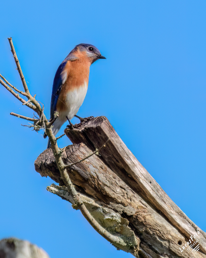 Eastern Bluebird