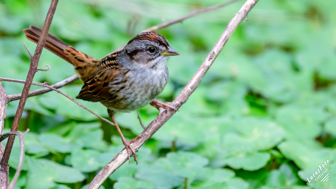 Swamp Sparrow
