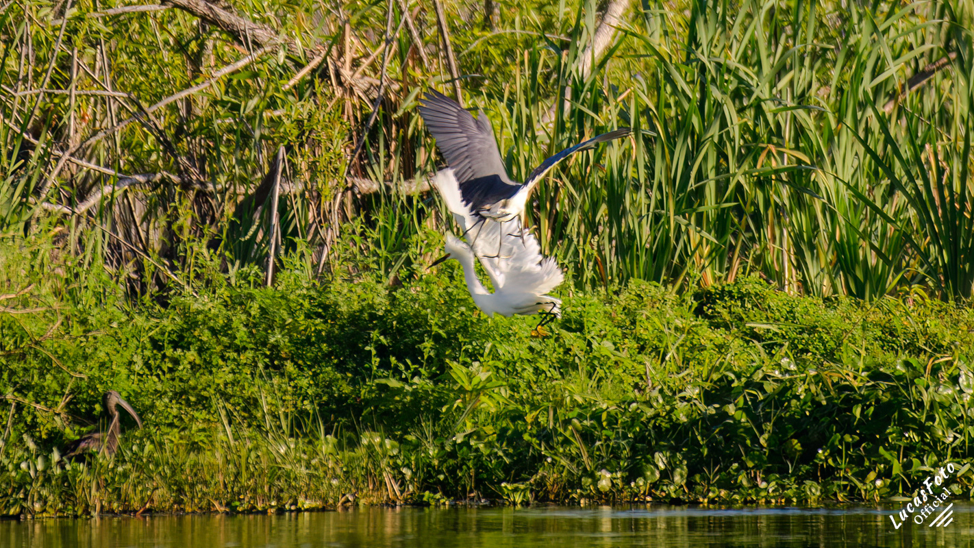 Snowy Egret / Tricolored Heron