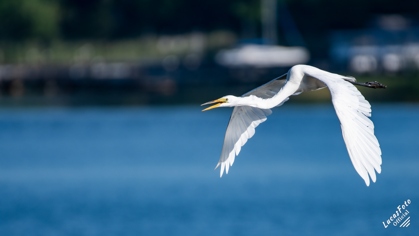 Great Egret