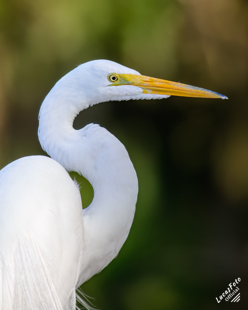 Great Egret