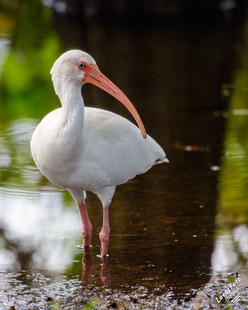 White Ibis