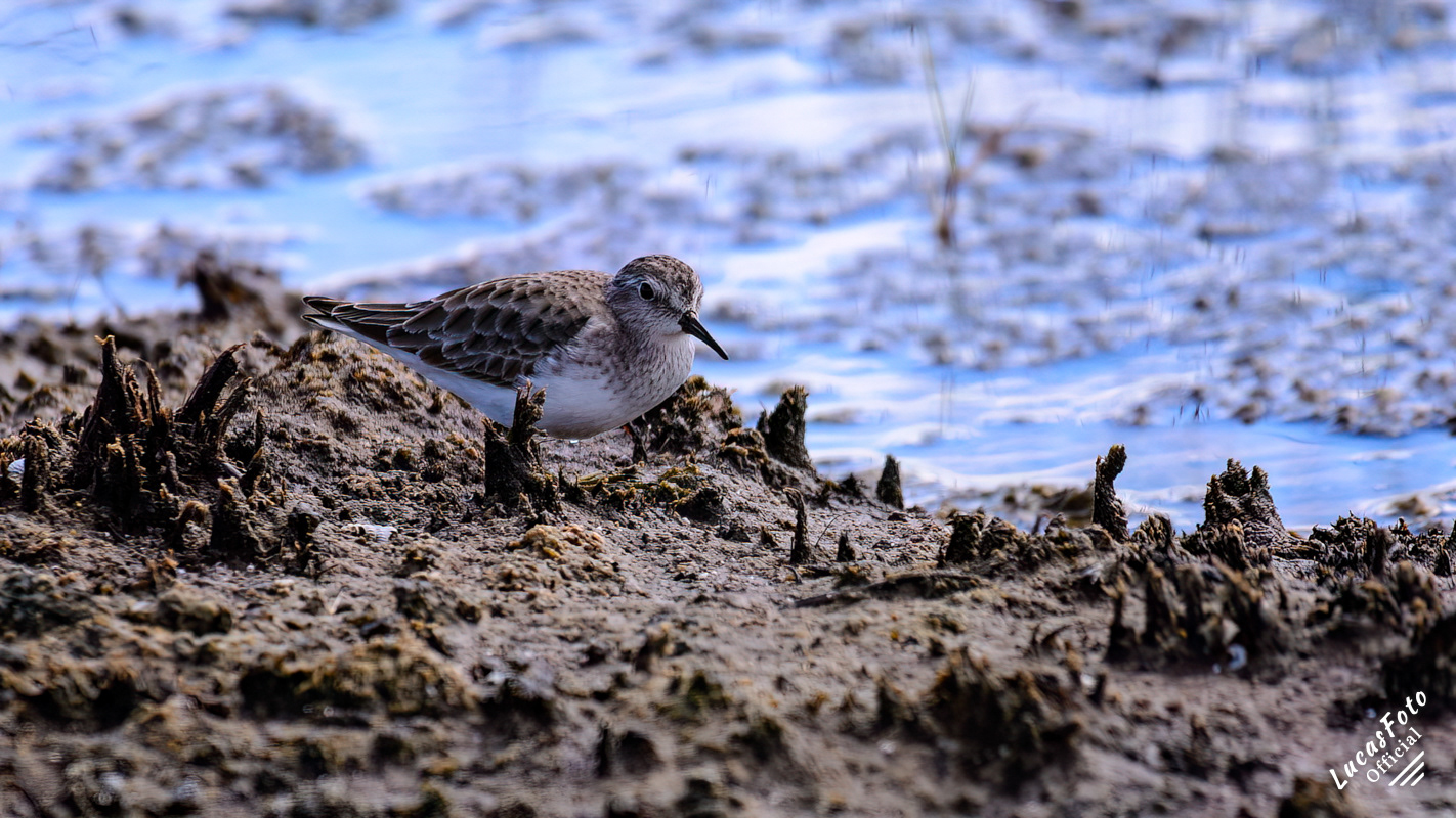 Sanderling