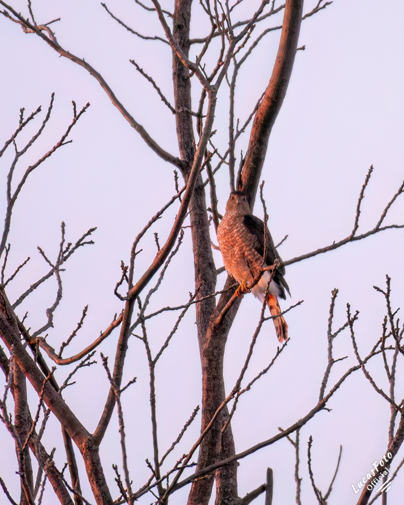 Sharp-shinned Hawk