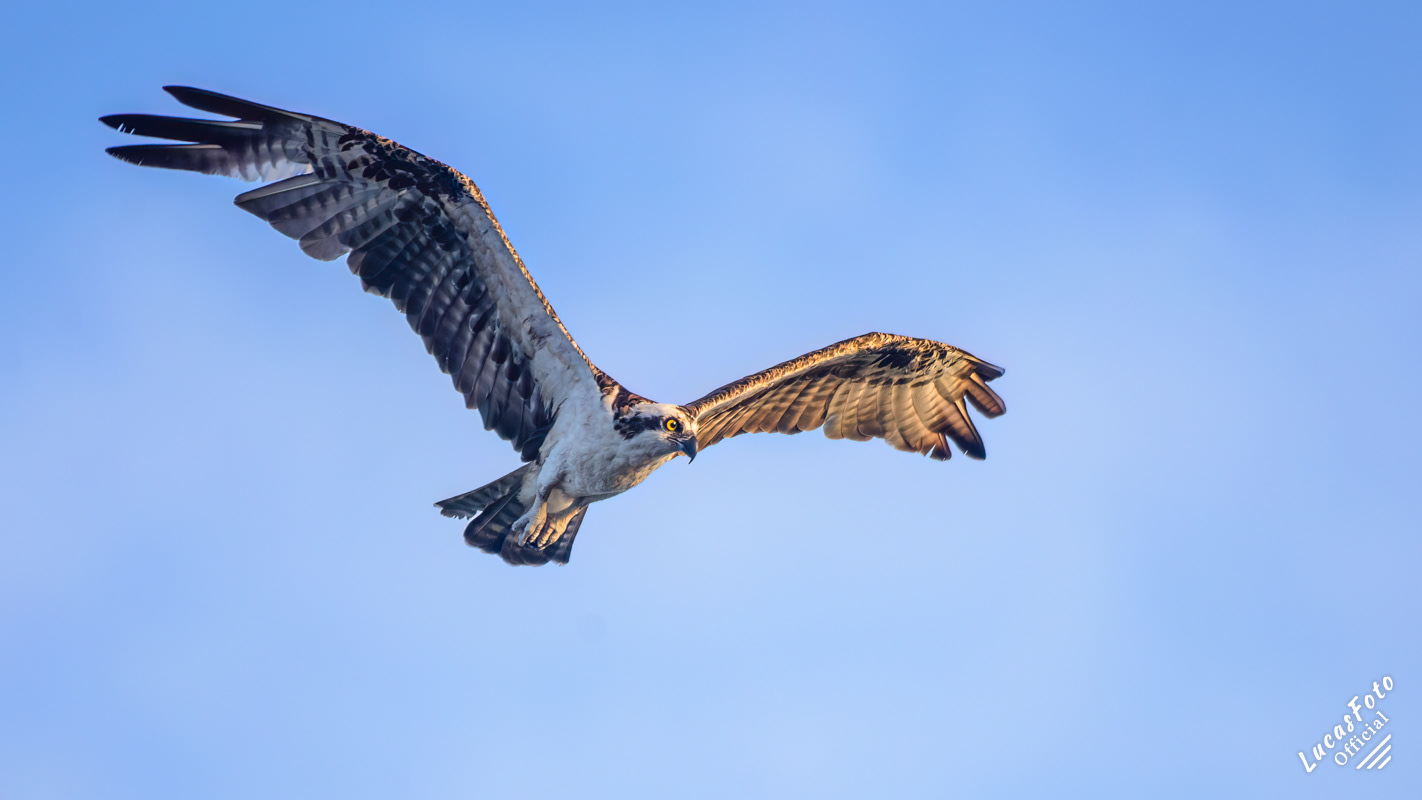 Osprey