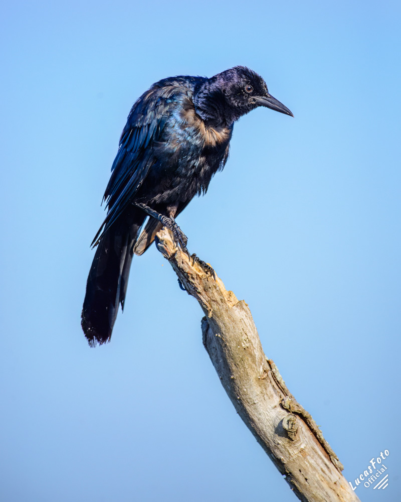 Boat-tailed Grackle