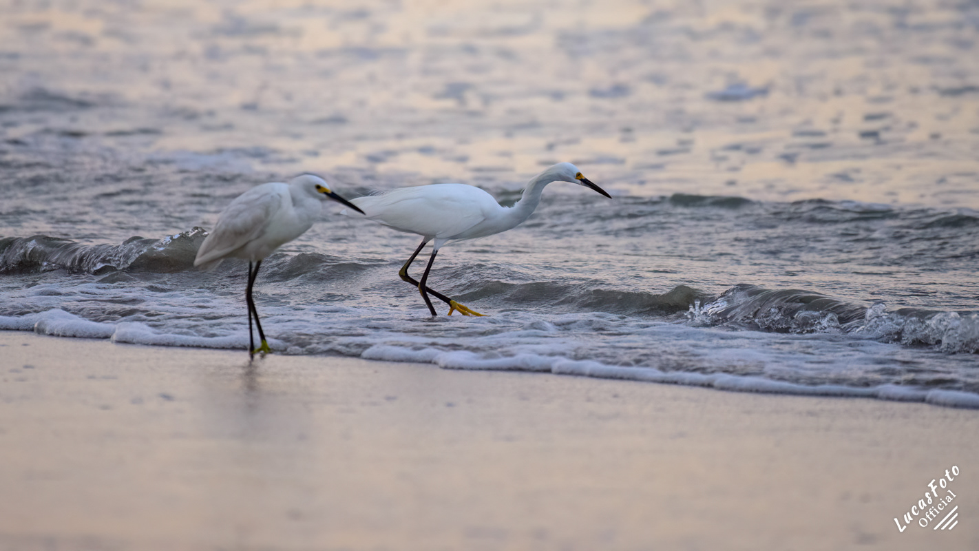 Snowy Egret