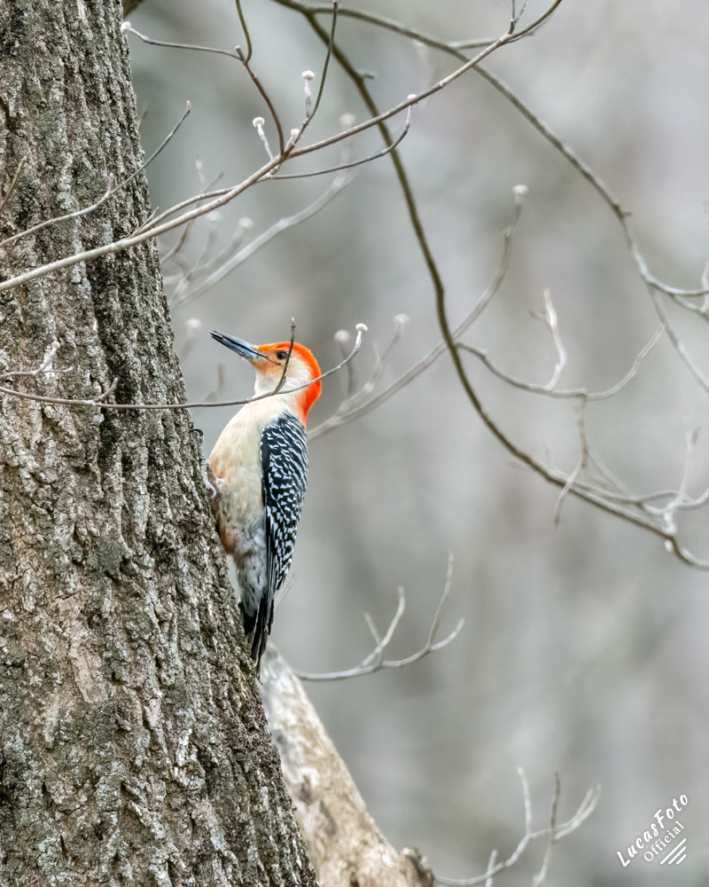 Red-bellied Woodpecker