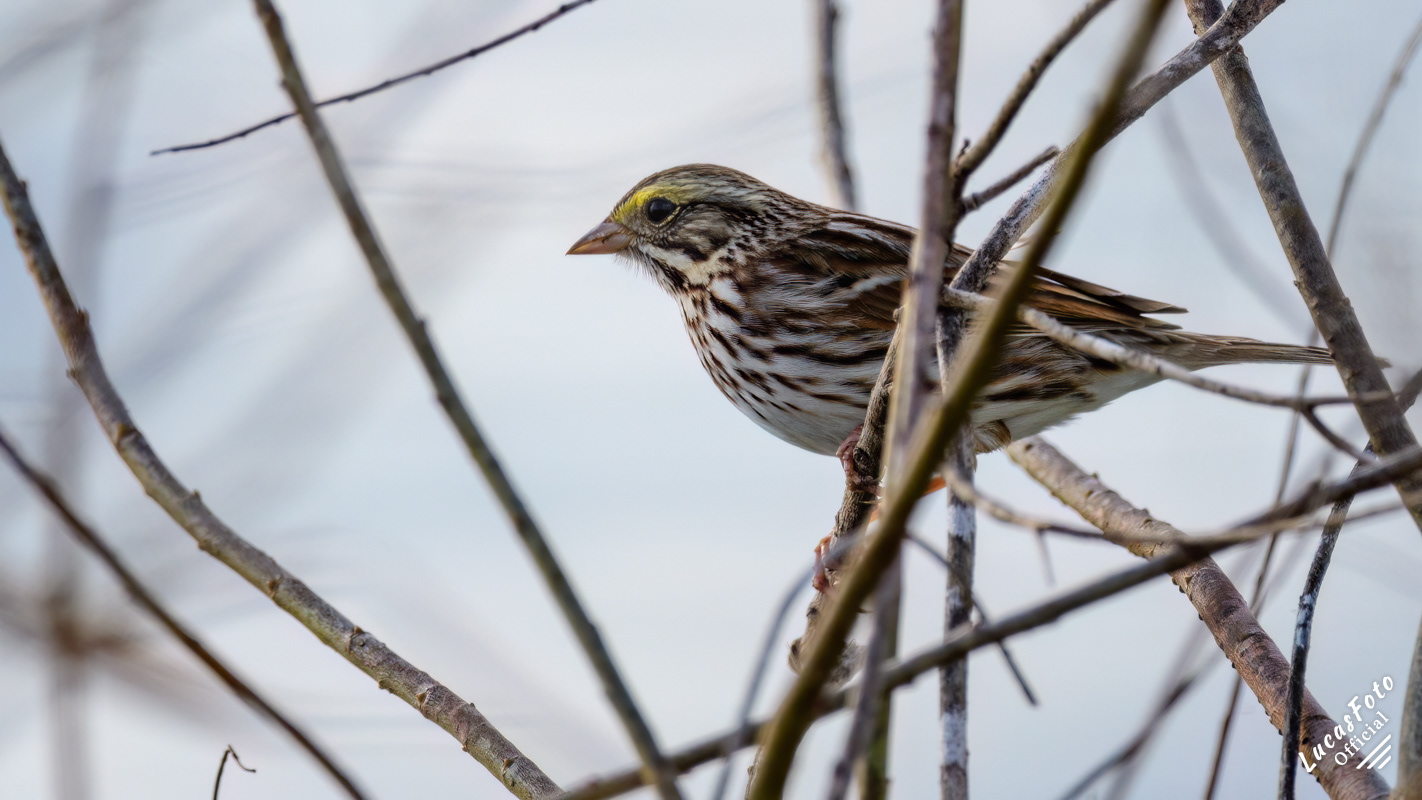Savannah Sparrow